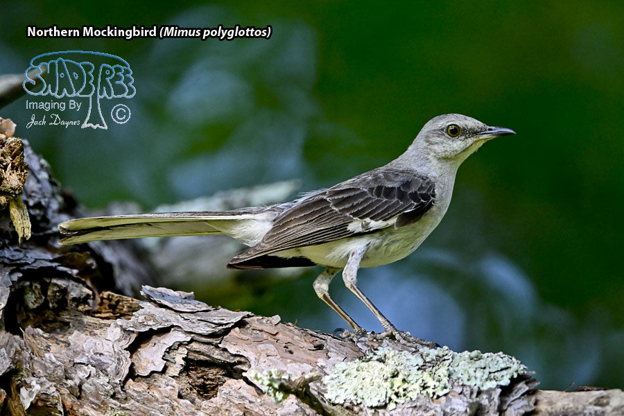 Northern Mockingbird - Mimus polyglottos