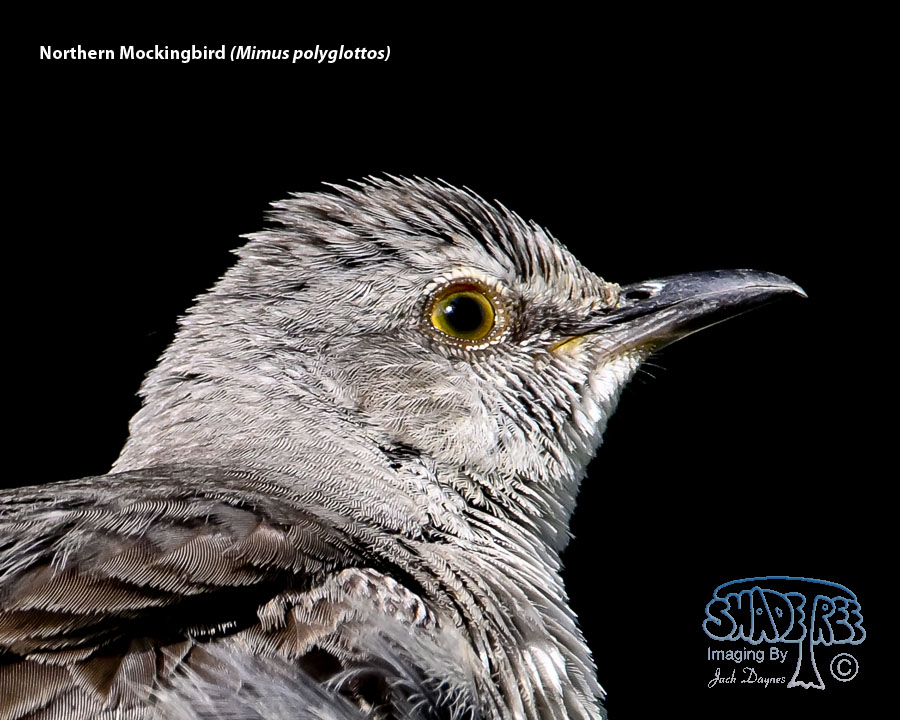 Northern Mockingbird - Mimus polyglottos