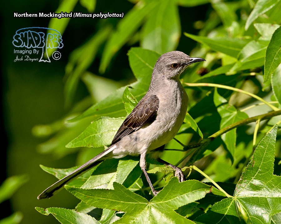 Northern Mockingbird - Mimus polyglottos