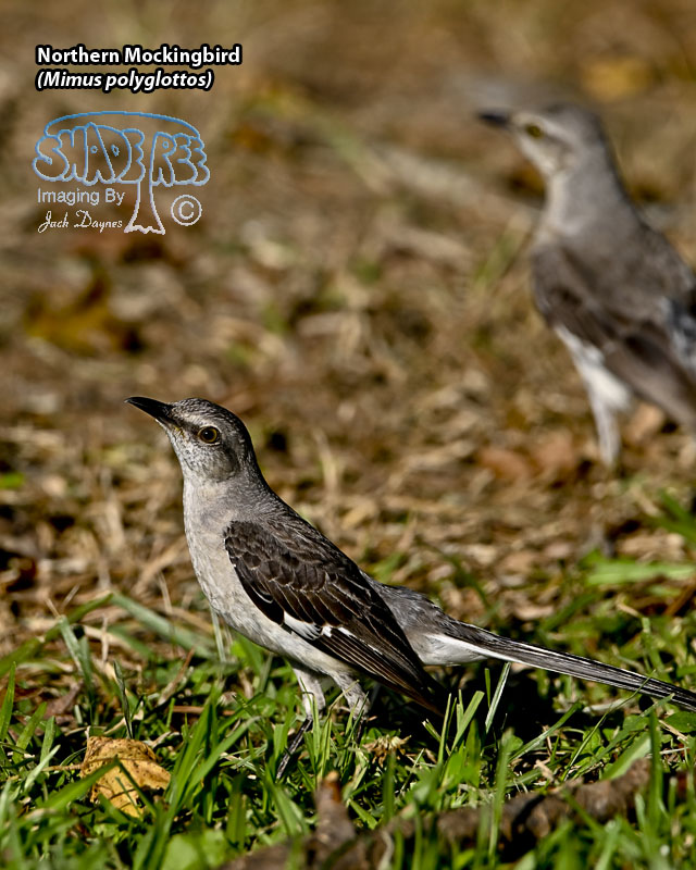 Northern Mockingbird - Mimus polyglottos
