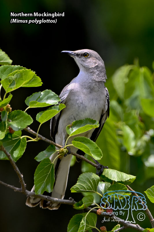 Northern Mockingbird - Mimus polyglottos
