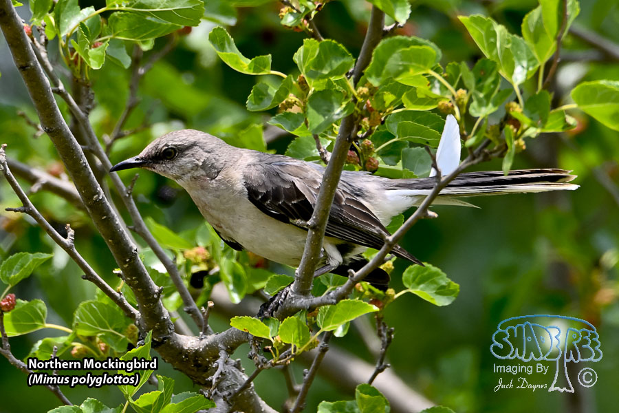Northern Mockingbird - Mimus polyglottos