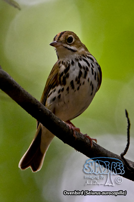Ovenbird - Seiurus aurocapilla