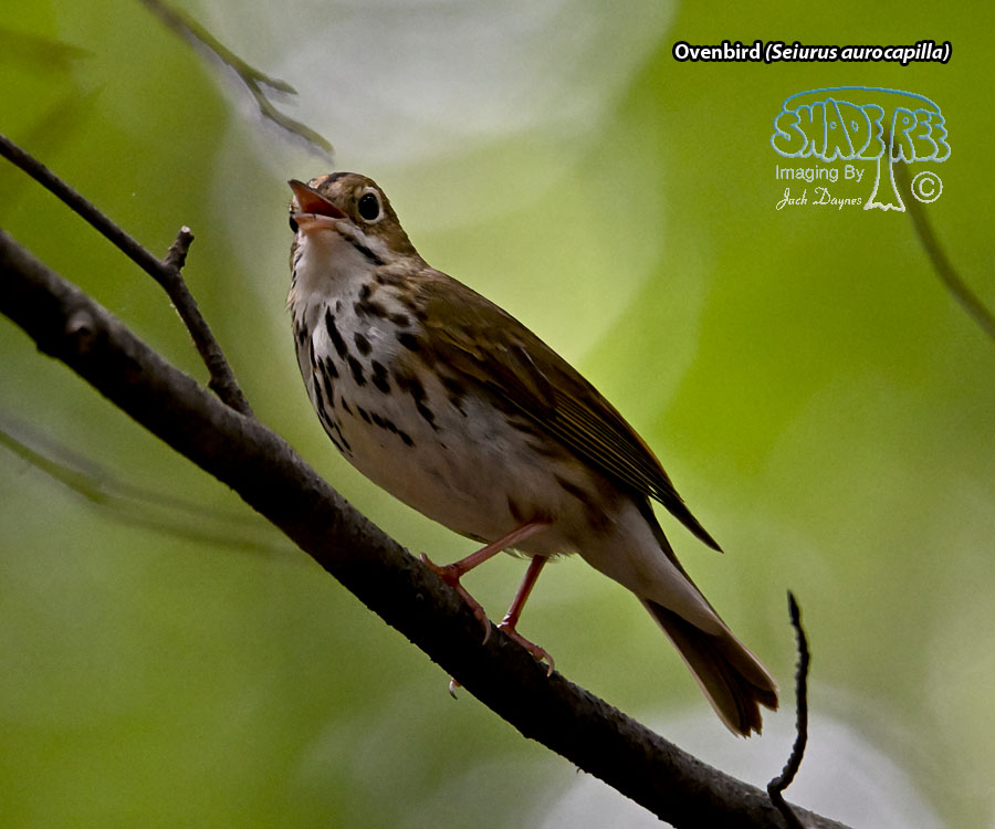 Ovenbird - Seiurus aurocapilla