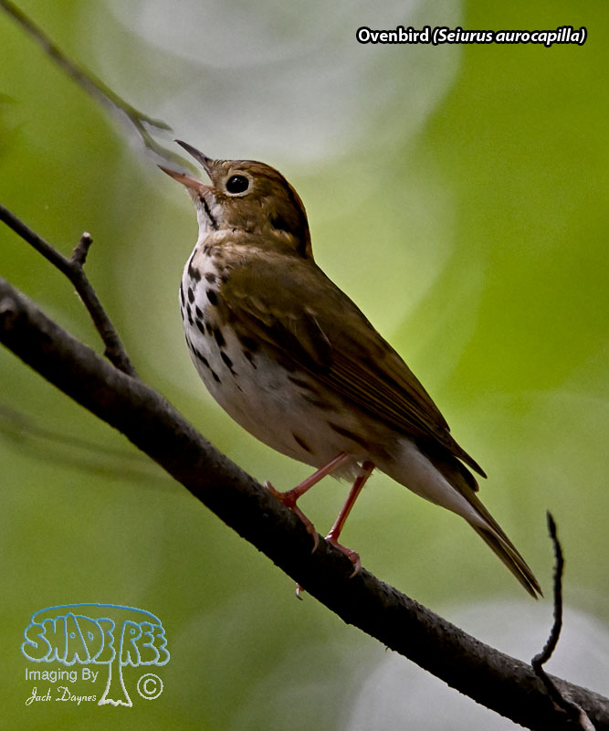 Ovenbird - Seiurus aurocapilla
