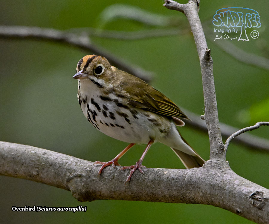 Ovenbird - Seiurus aurocapilla