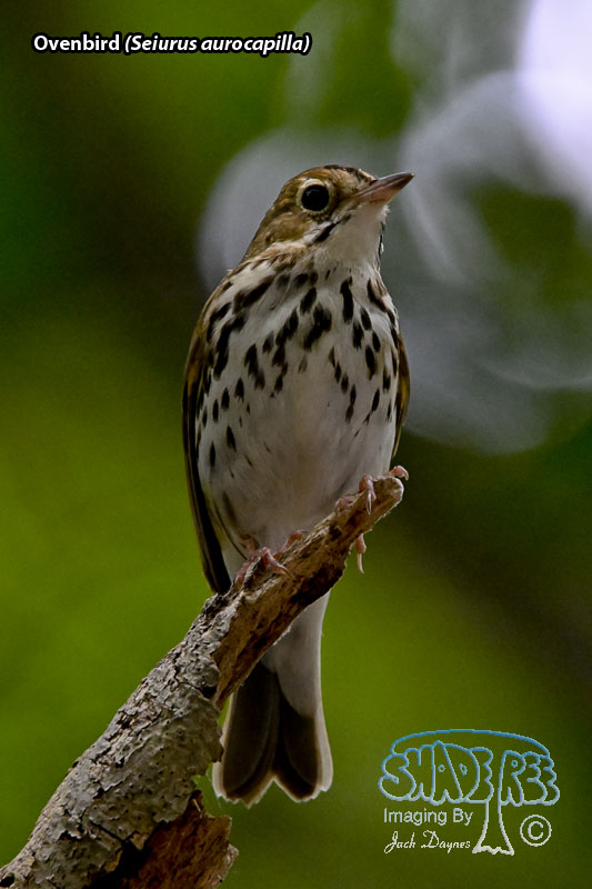 Ovenbird - Seiurus aurocapilla