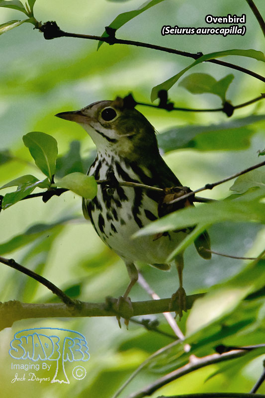 Ovenbird - Seiurus aurocapilla