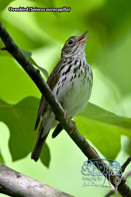 Ovenbird - Seiurus aurocapilla