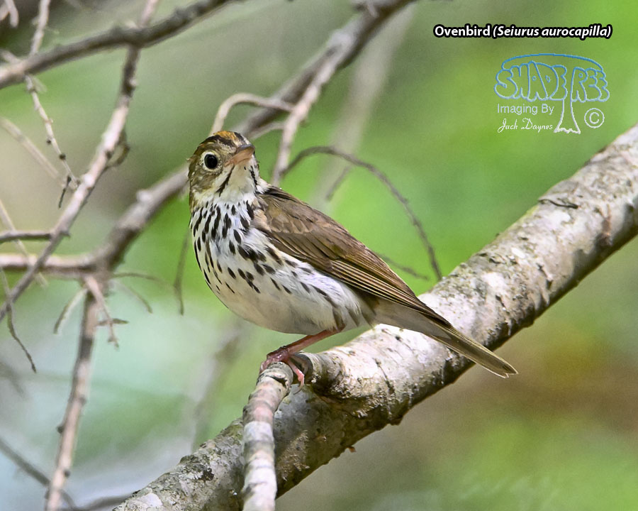 Ovenbird - Seiurus aurocapilla