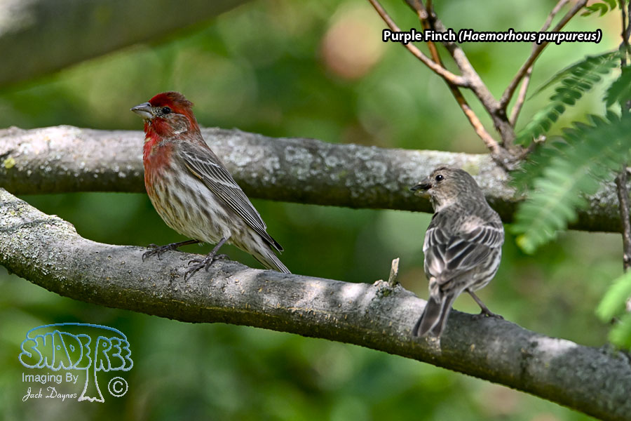Purple Finch - Haemorhous purpureus