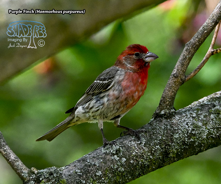 Purple Finch - Haemorhous purpureus