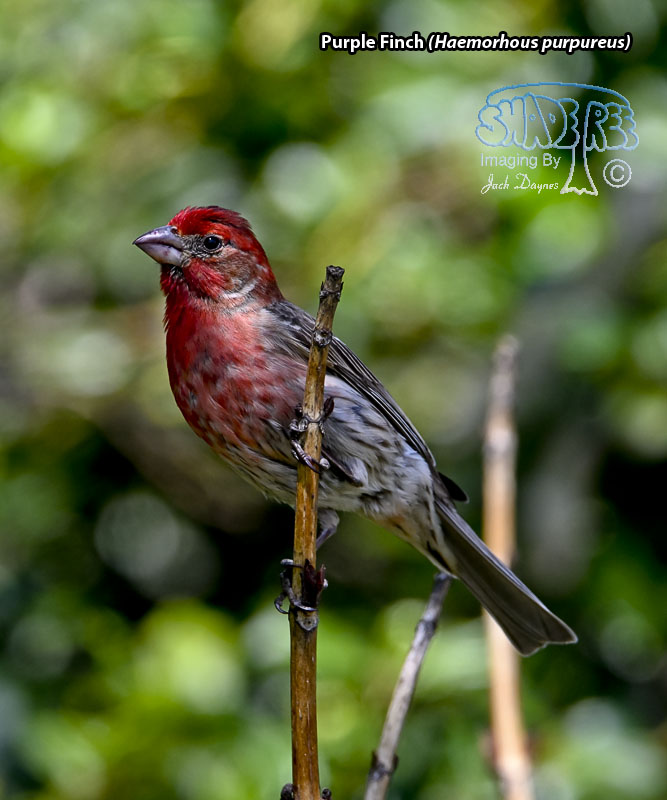 Purple Finch - Haemorhous purpureus