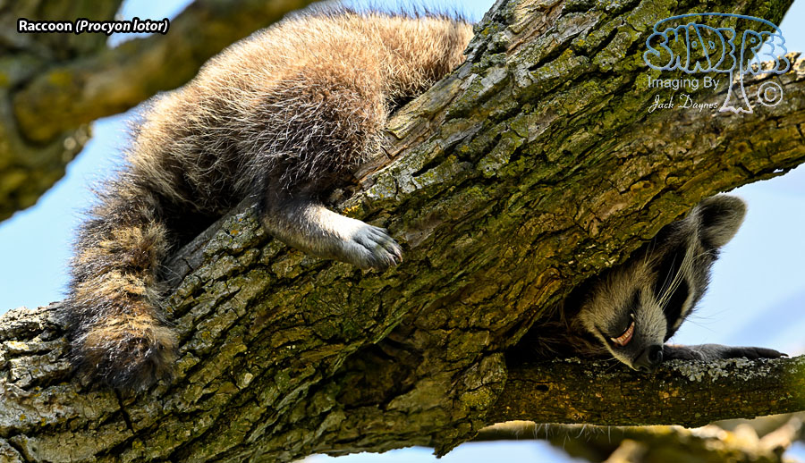 Raccoon - Procyon lotor