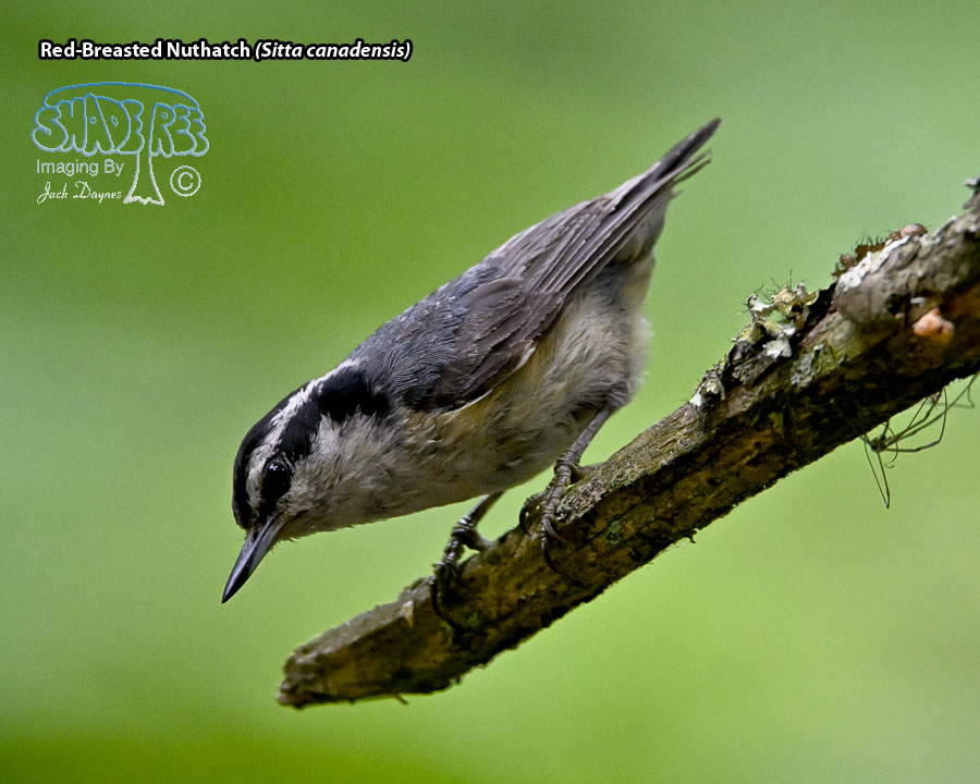 Red-Breasted Nuthatch - Sitta canadensis