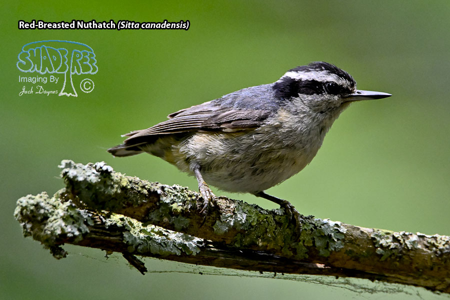 Red-Breasted Nuthatch - Sitta canadensis