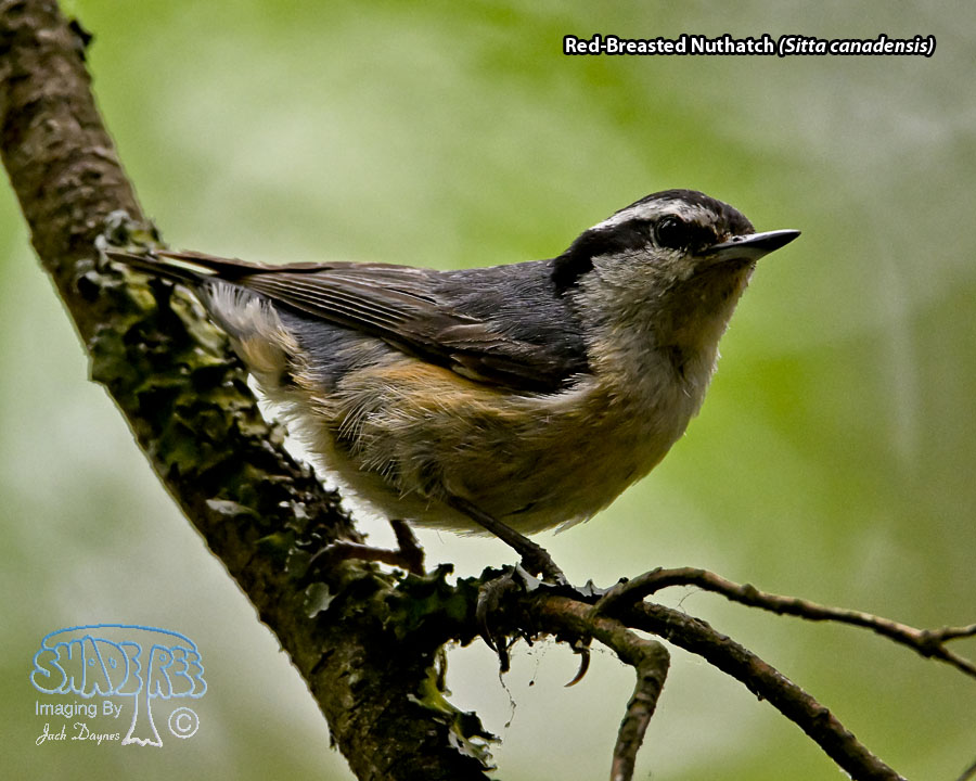 Red-Breasted Nuthatch - Sitta canadensis