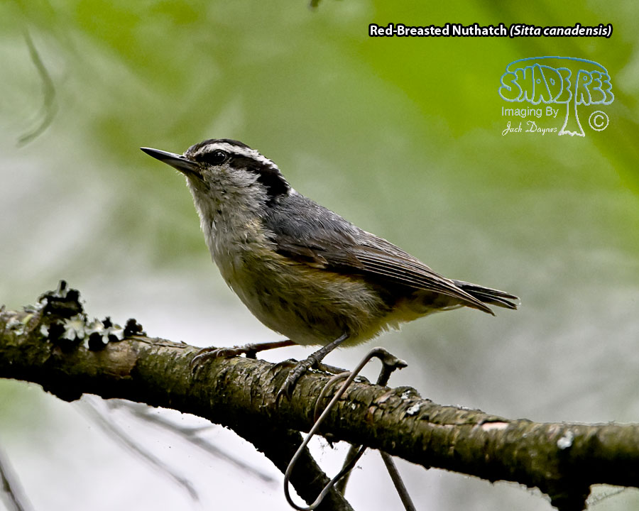 Red-Breasted Nuthatch - Sitta canadensis