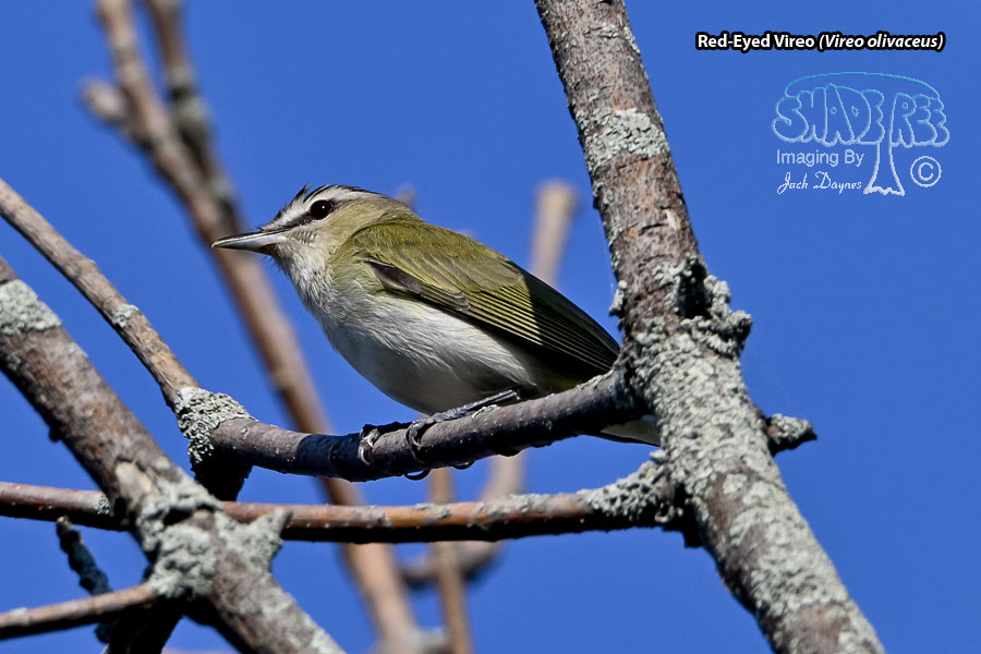 Red-Eyed Vireo - Vireo olivaceus