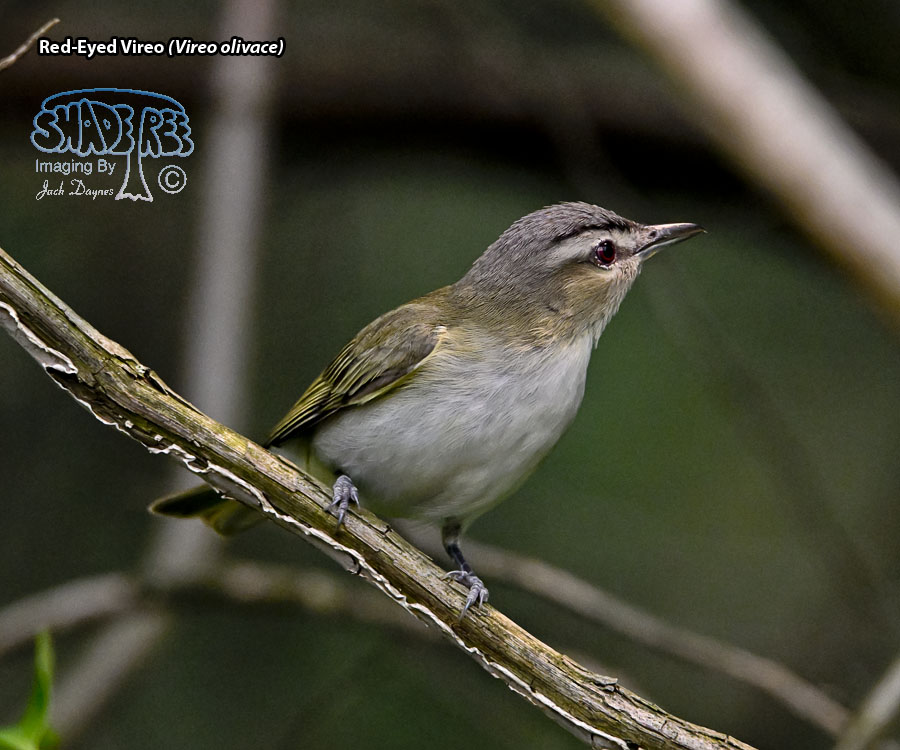 Red-Eyed Vireo - Vireo olivaceus