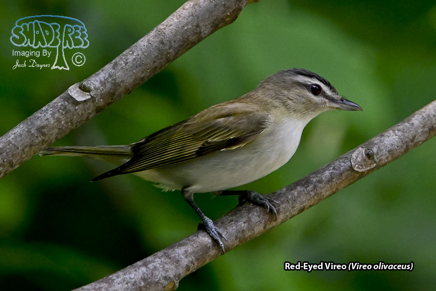 Red-Eyed Vireo - Vireo olivaceus
