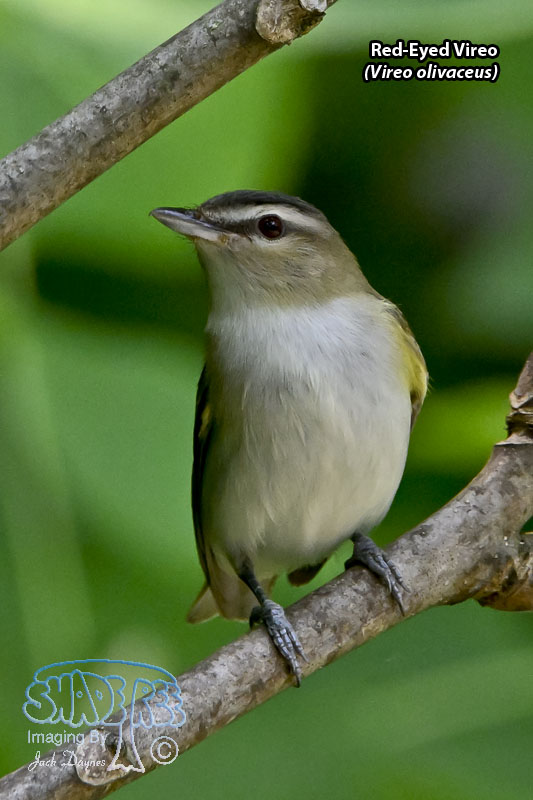 Red-Eyed Vireo - Vireo olivaceus