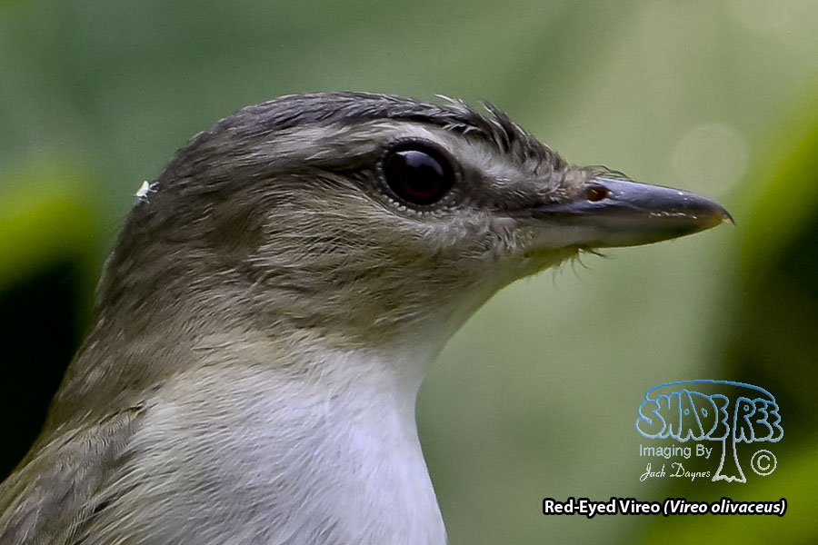 Red-Eyed Vireo - Vireo olivaceus