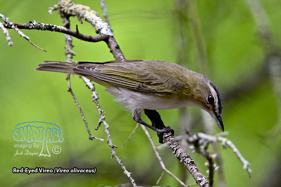 Red-Eyed Vireo - Vireo olivaceus