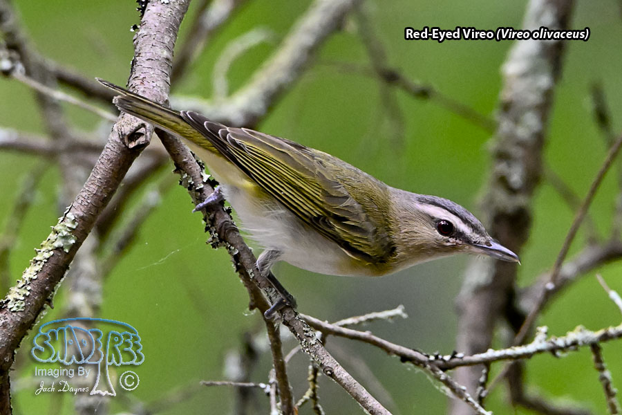 Red-Eyed Vireo - Vireo olivaceus