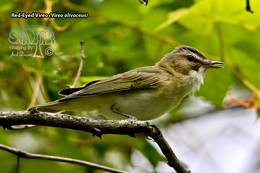 Red-Eyed Vireo - Vireo olivaceus