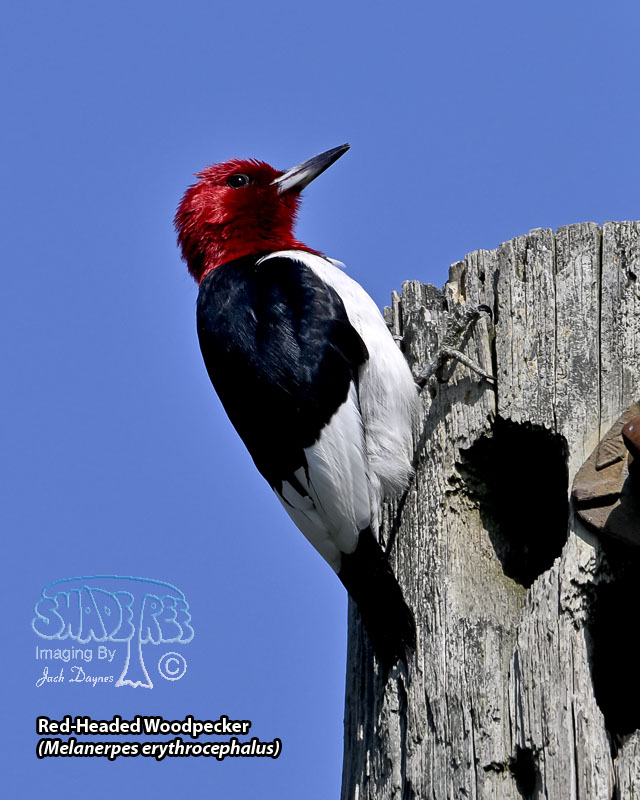 Red-Headed Woodpecker - Melanerpes erythrocephalus