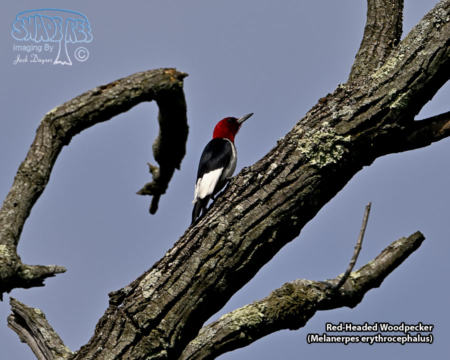 Red-Headed Woodpecker - Melanerpes erythrocephalus