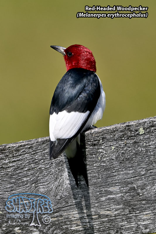 Red-Headed Woodpecker - Melanerpes erythrocephalus