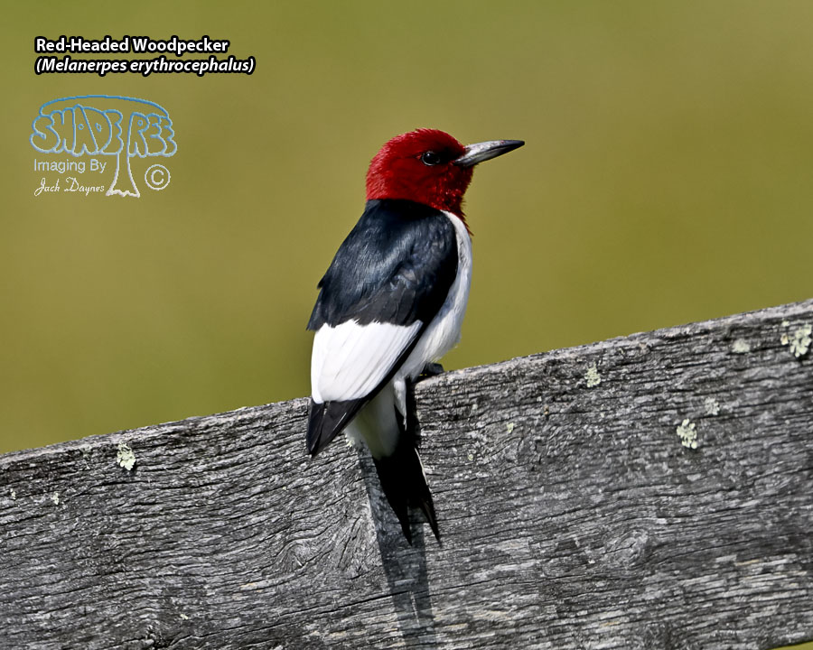 Red-Headed Woodpecker - Melanerpes erythrocephalus