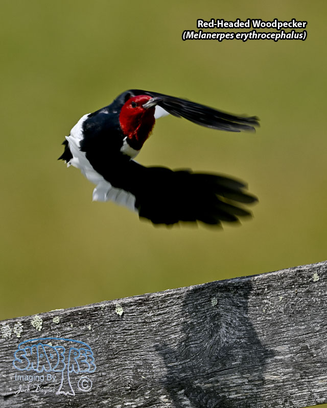 Red-Headed Woodpecker - Melanerpes erythrocephalus