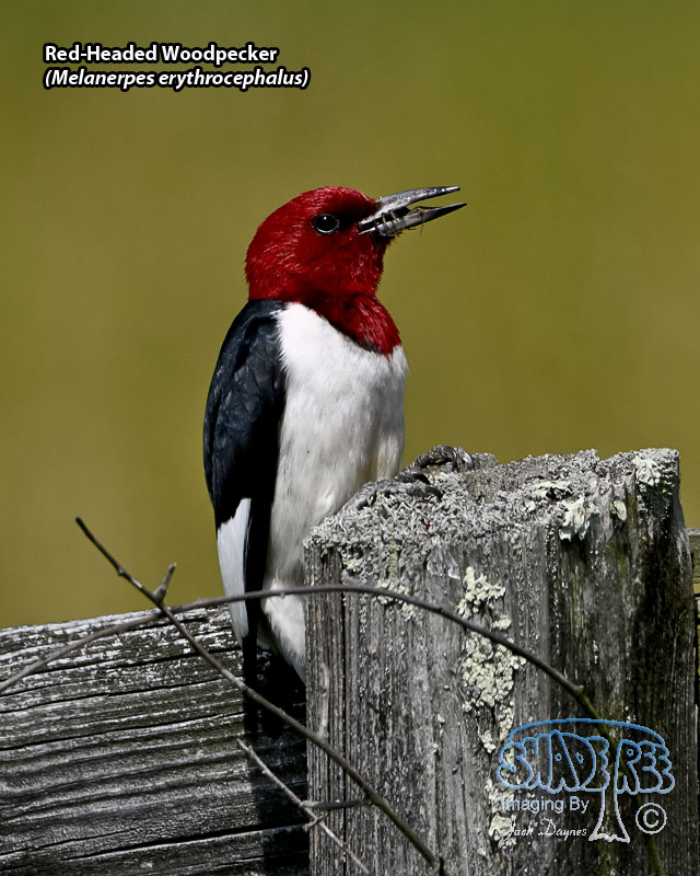 Red-Headed Woodpecker - Melanerpes erythrocephalus