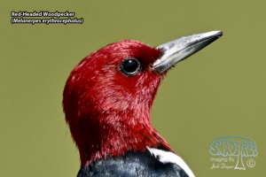 2023-06-13 Sky Meadows – VA