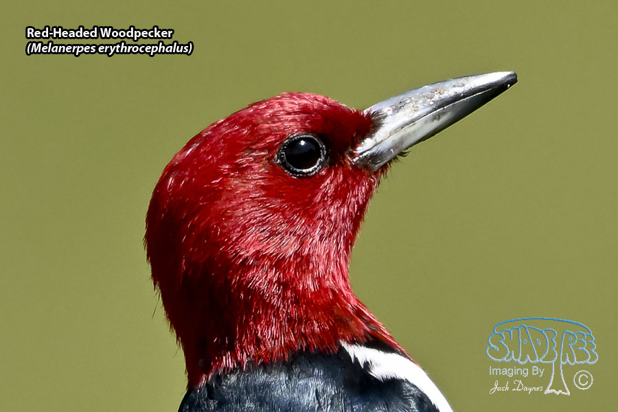 Red-Headed Woodpecker - Melanerpes erythrocephalus