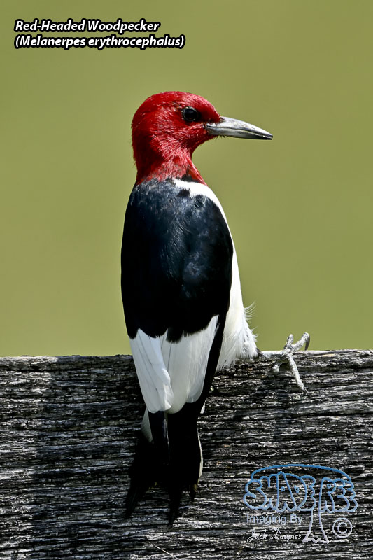 Red-Headed Woodpecker - Melanerpes erythrocephalus
