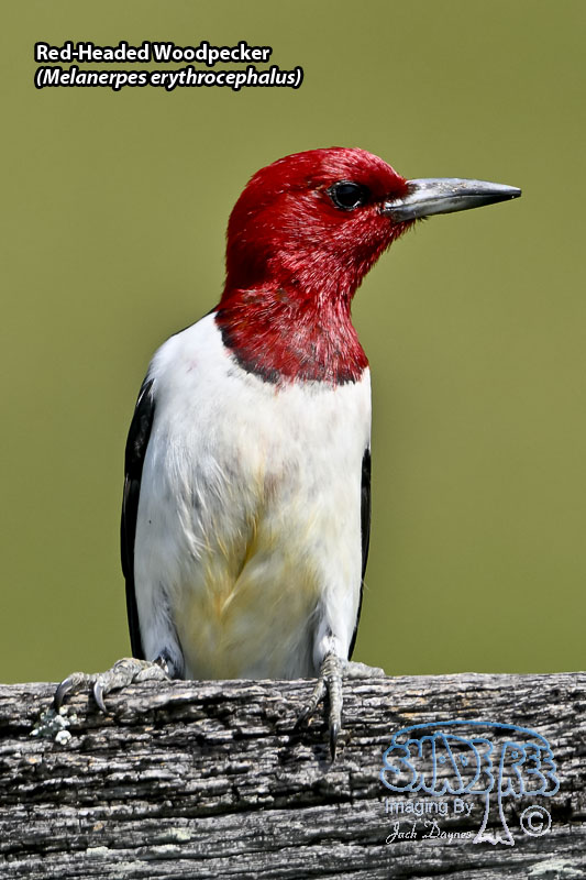 Red-Headed Woodpecker - Melanerpes erythrocephalus