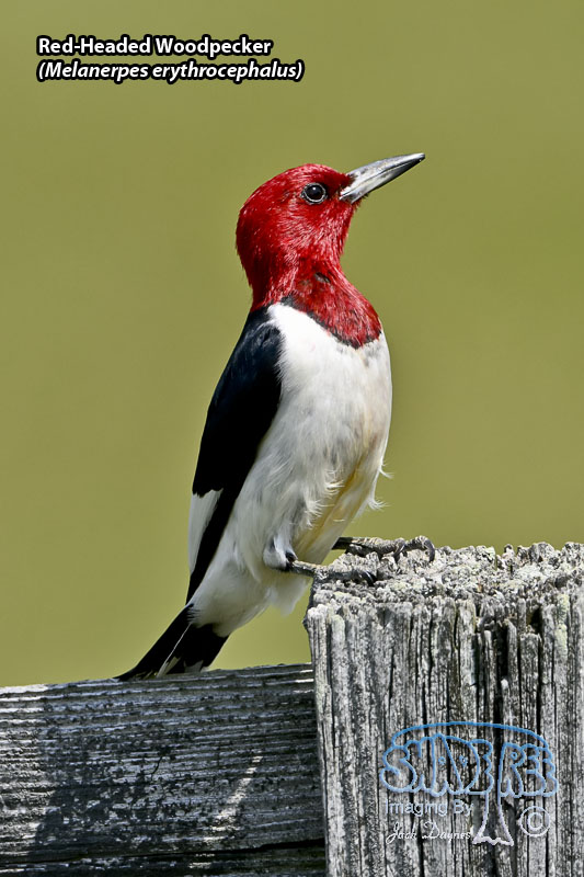 Red-Headed Woodpecker - Melanerpes erythrocephalus