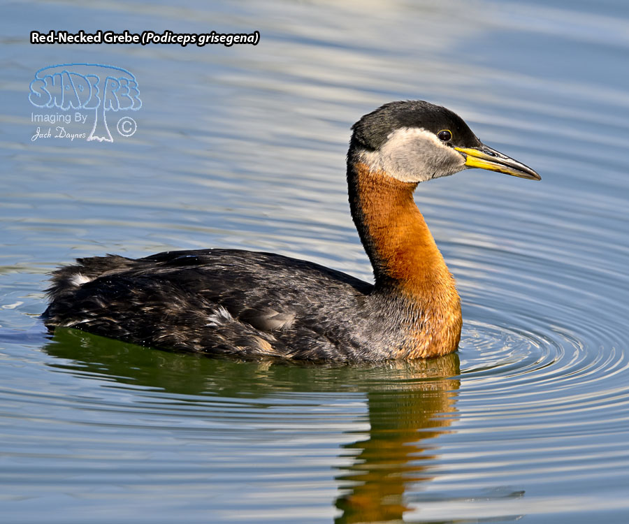 Red-Necked Grebe - Podiceps grisegena