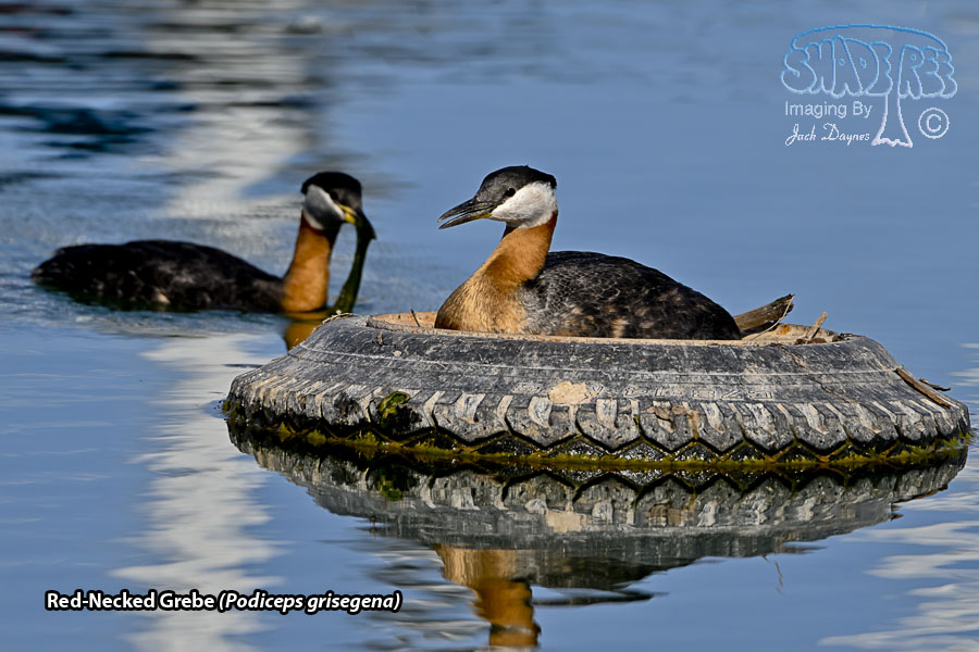 Red-Necked Grebe - Podiceps grisegena