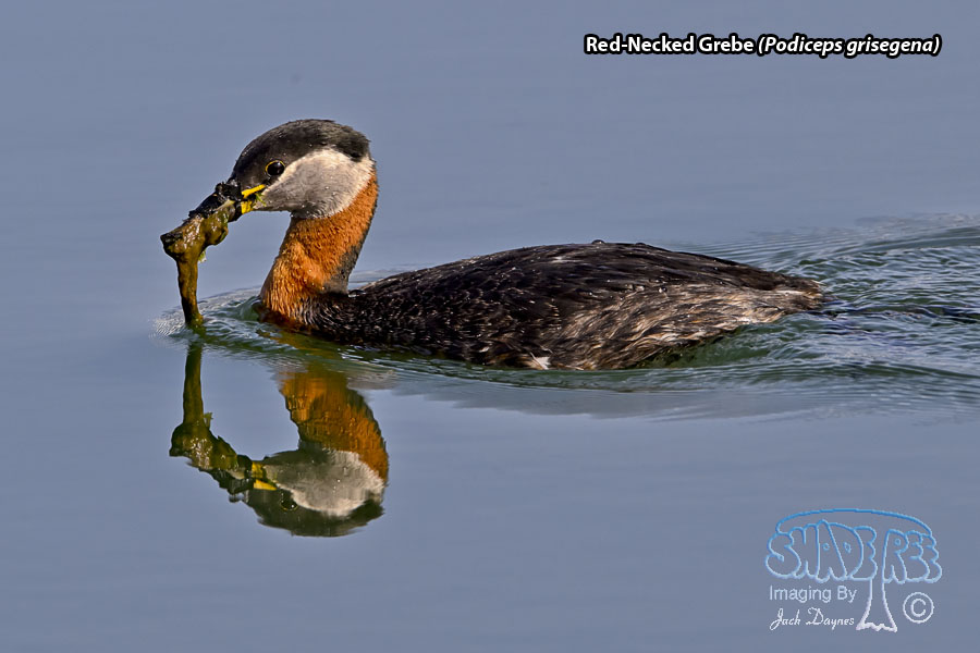 Red-Necked Grebe - Podiceps grisegena