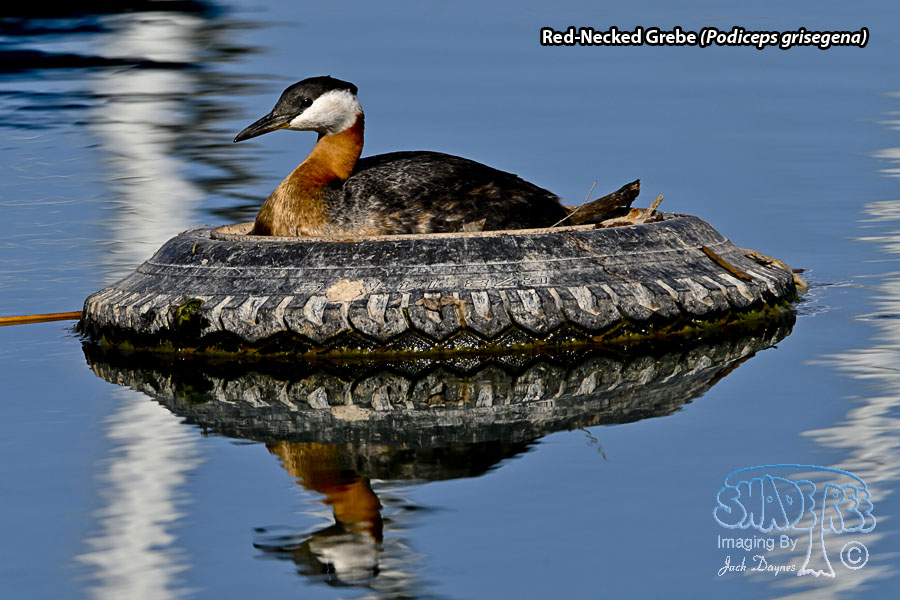 Red-Necked Grebe - Podiceps grisegena