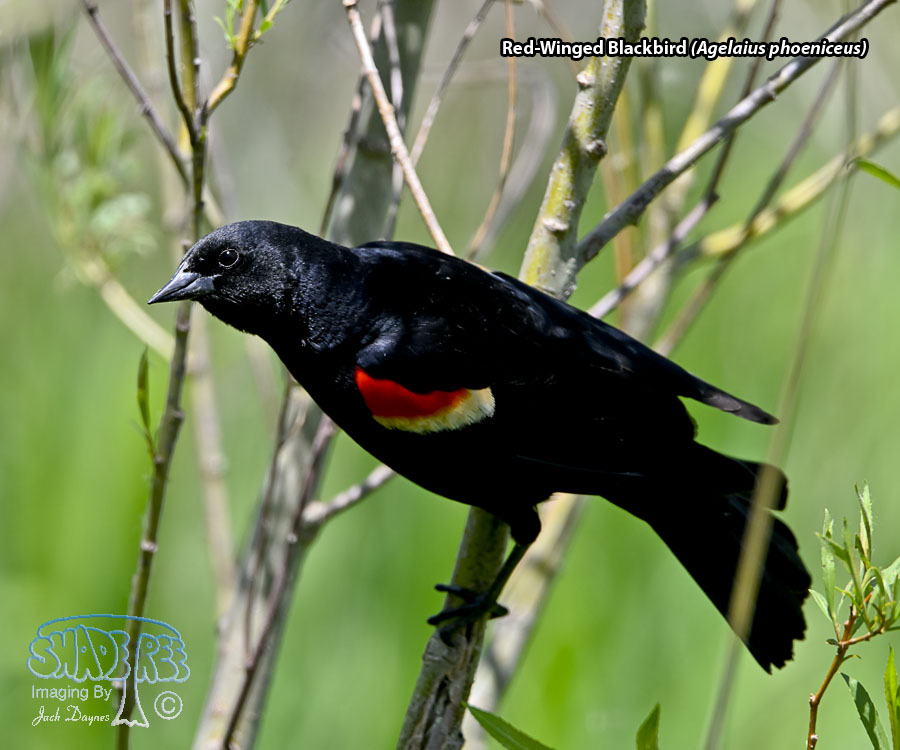 Red-Winged Blackbird - Agelaius phoeniceus