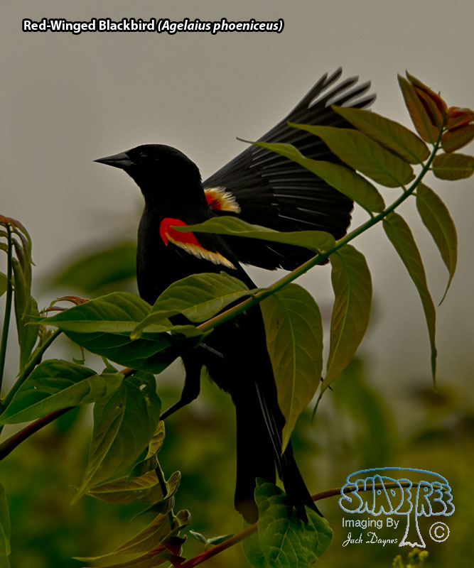 Red-Winged Blackbird - Agelaius phoeniceus