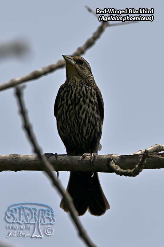 Red-Winged Blackbird - Agelaius phoeniceus