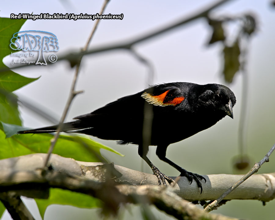 Red-Winged Blackbird - Agelaius phoeniceus
