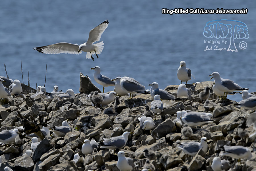 Ring-Billed Gull - Larus delawarensis